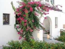 Kissonerga near the beach